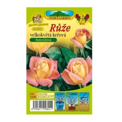 Růže velkokvětá keřová žlutorůžová - Rosa - prostokořenná sazenice růže - 1 ks