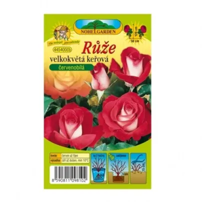 Růže velkokvětá keřová červenobílá - Rosa - prostokořenná sazenice růže - 1 ks