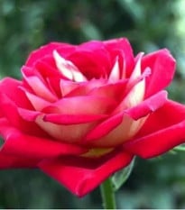 Růže velkokvětá keřová červenobílá - Rosa - prostokořenná sazenice růže - 1 ks