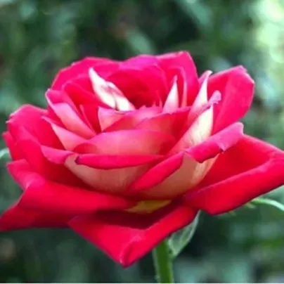 Růže velkokvětá keřová červenobílá - Rosa - prostokořenná sazenice růže - 1 ks