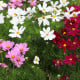 BIO Krásenka směs barev - Cosmos bipinatus - bio osivo krásenky - 20 ks