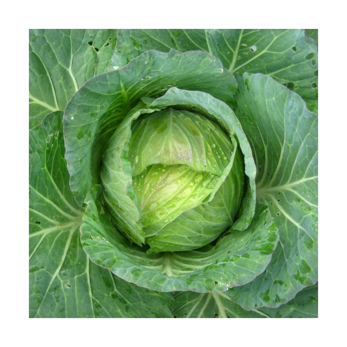 Kapusta hlávková Předzvěst - Brassica oleracea var. Sabauda - osivo kapusty - 100 ks