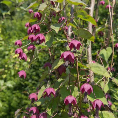 Rodochiton Purple Bells - Rhodochiton atrosanguineus - osivo rodochitonu - 6 ks