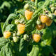 Maliník žlutý - Rubus idaeus - prostokořenná sazenice maliníku - 1 ks