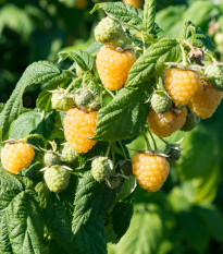 Maliník žlutý - Rubus idaeus - prostokořenná sazenice maliníku - 1 ks