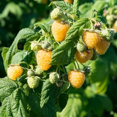 Maliník žlutý - Rubus idaeus - prostokořenná sazenice maliníku - 1 ks