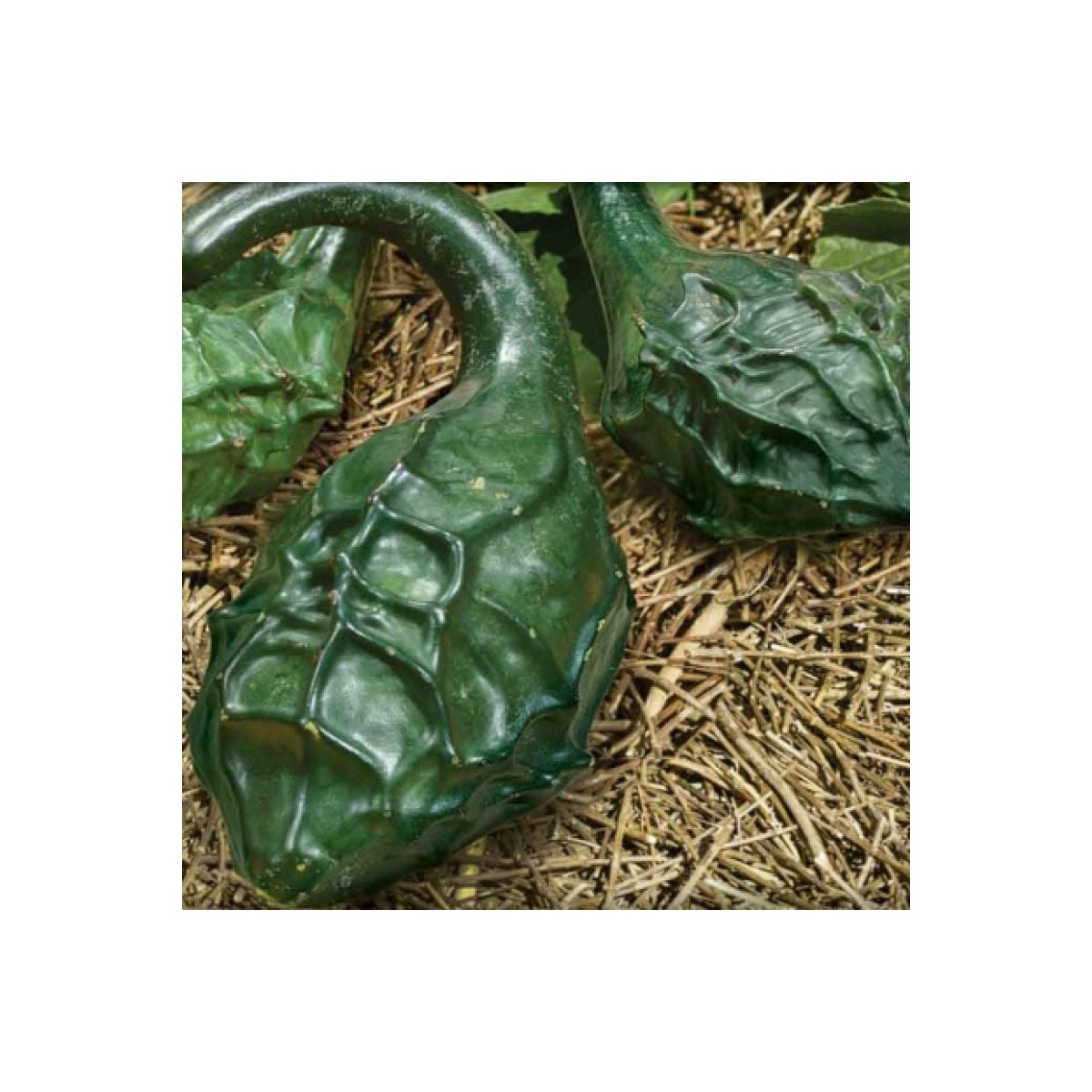 Tykev okrasná Dinosaurus - Cucurbita sicenaria - osivo tykve - 6 ks