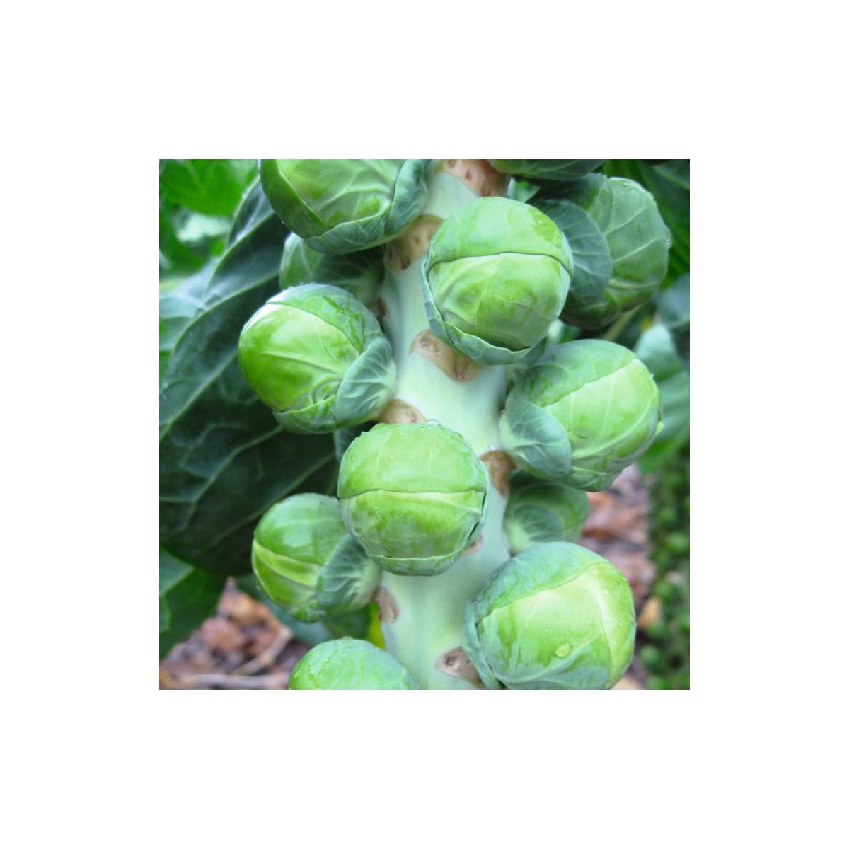 BIO Kapusta růžičková Neptuno F1 - Brassica oleracea var. gemmifera - bio osivo kapusty - 20 ks