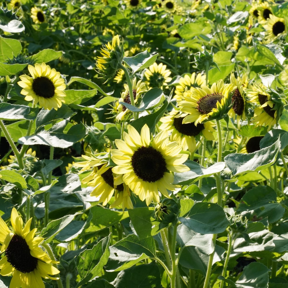 BIO Slunečnice Primrose - Helianthus annuus - bio osivo slunečnice - 10 ks