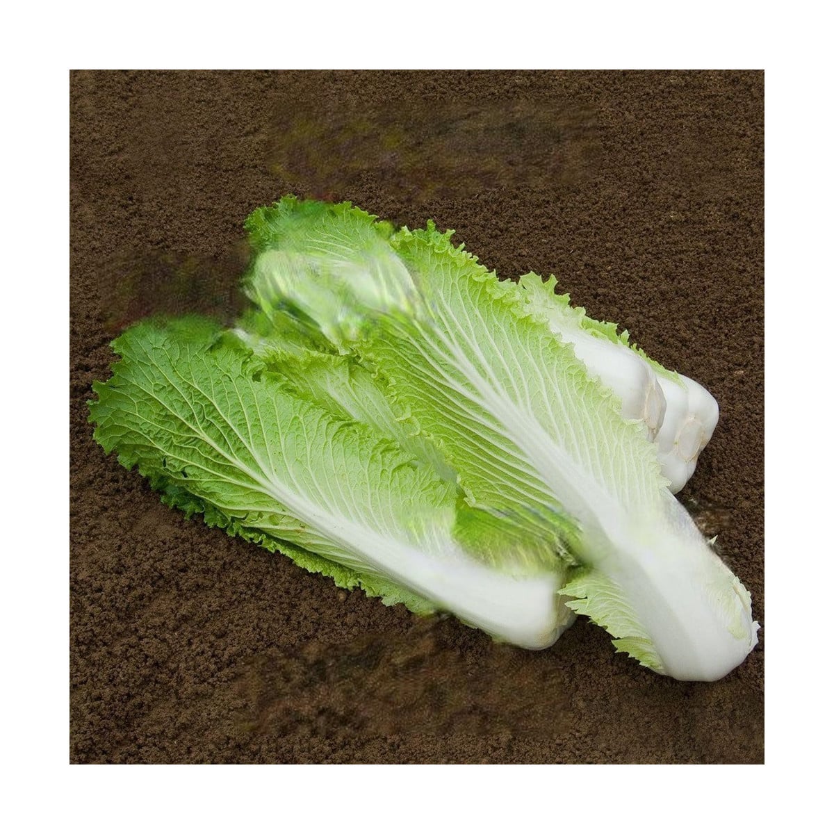 Bio pekingské zelí Granat - Brassica rapa pekinensis - bio osivo zelí - 100 ks