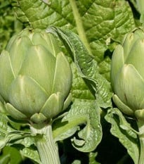 BIO Artyčok Imperial - Cynara cardunculus - bio osivo artyčoku - 10 ks