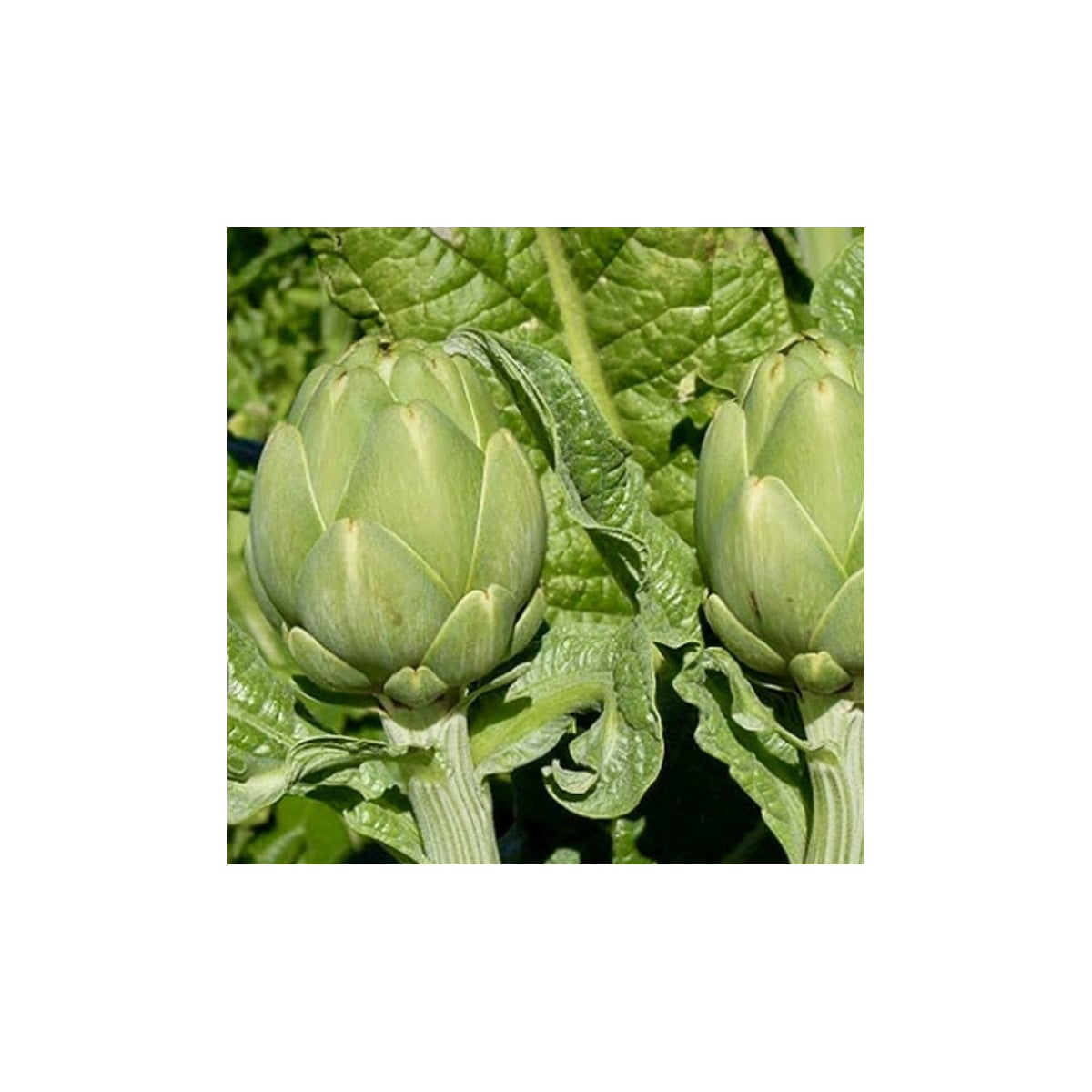 BIO Artyčok Imperial - Cynara cardunculus - bio osivo artyčoku - 10 ks