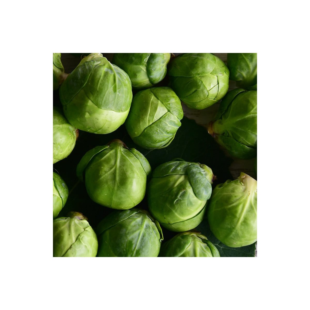 BIO Kapusta růžičková Nautic F1 - Brassica oleracea - bio osivo kapusty - 20 ks