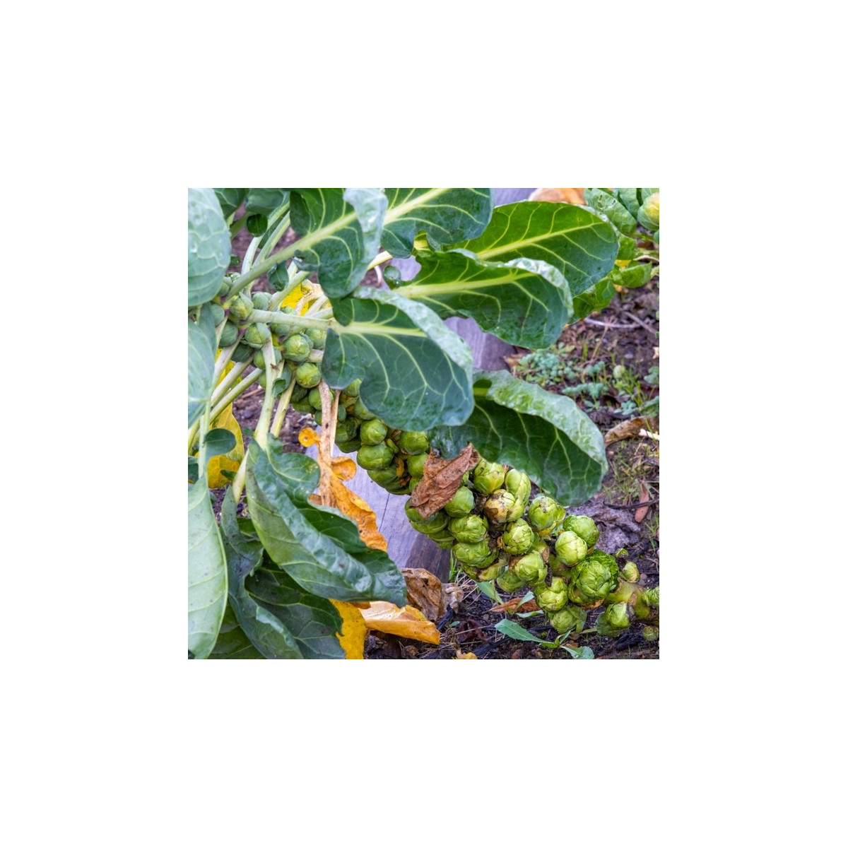 BIO Kapusta růžičková Groninger - Brassica oleracea - bio osivo kapusty - 50 ks