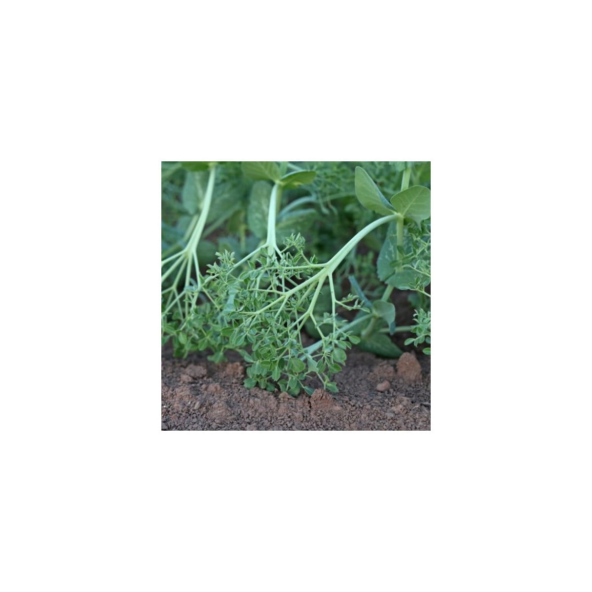 Hrách kadeřavý Akacia - Pisum sativum - osivo hrachu - 30 ks