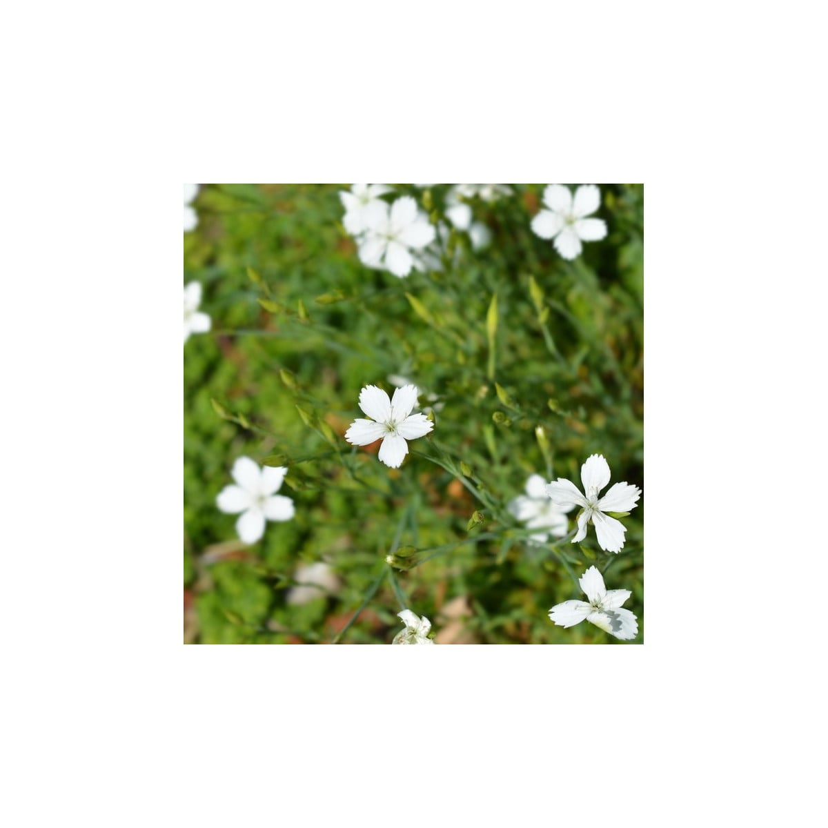 Hvozdík kropenatý bílý - Dianthus deltoides - prodej semen - 100 ks