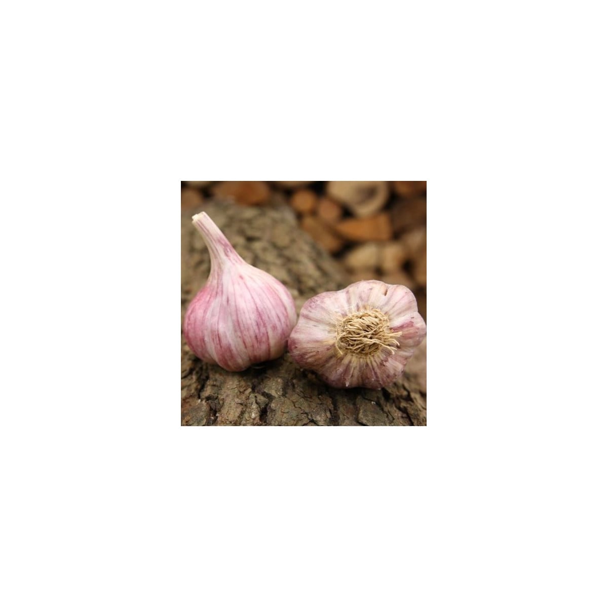 Sadbový česnek Skalka - paličák - Allium sativum - cibulky česneku - 1 balení