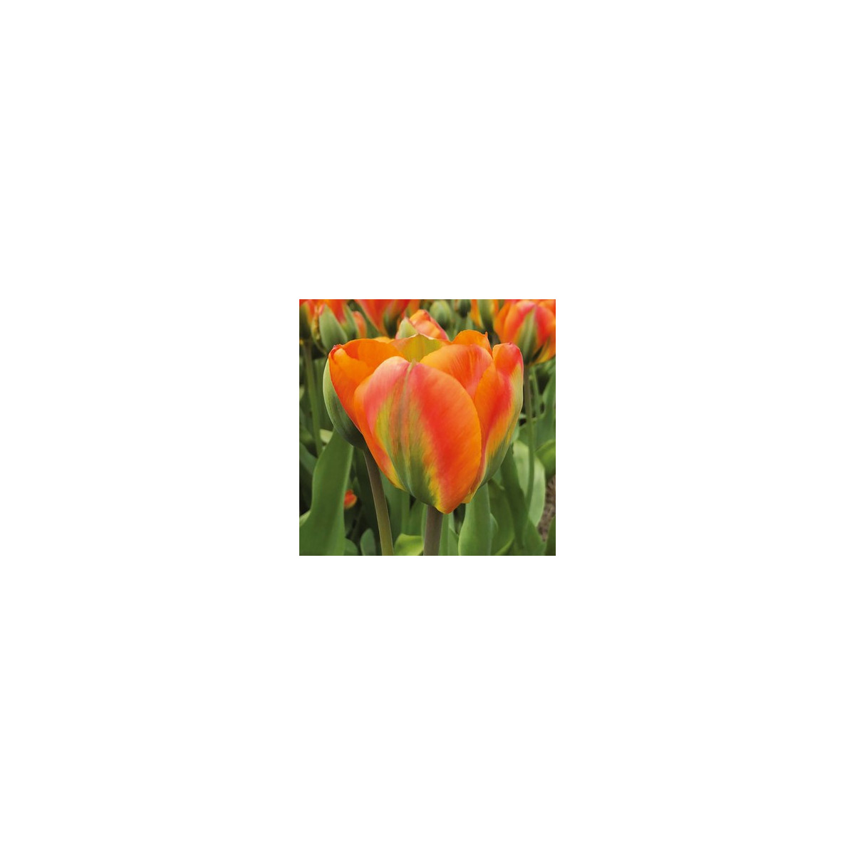 Tulipán Orange Marmelade - Tulipa - cibule tulipánů - 3 ks