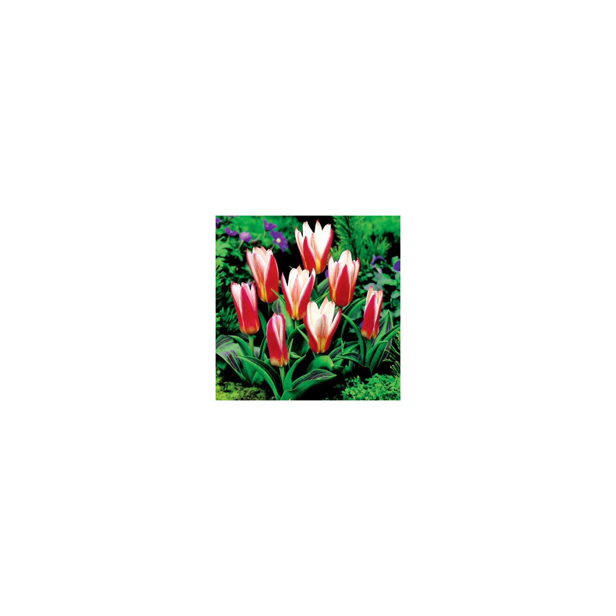 Tulipán Hearts Delight - Tulipa - cibule tulipánů - 3 ks