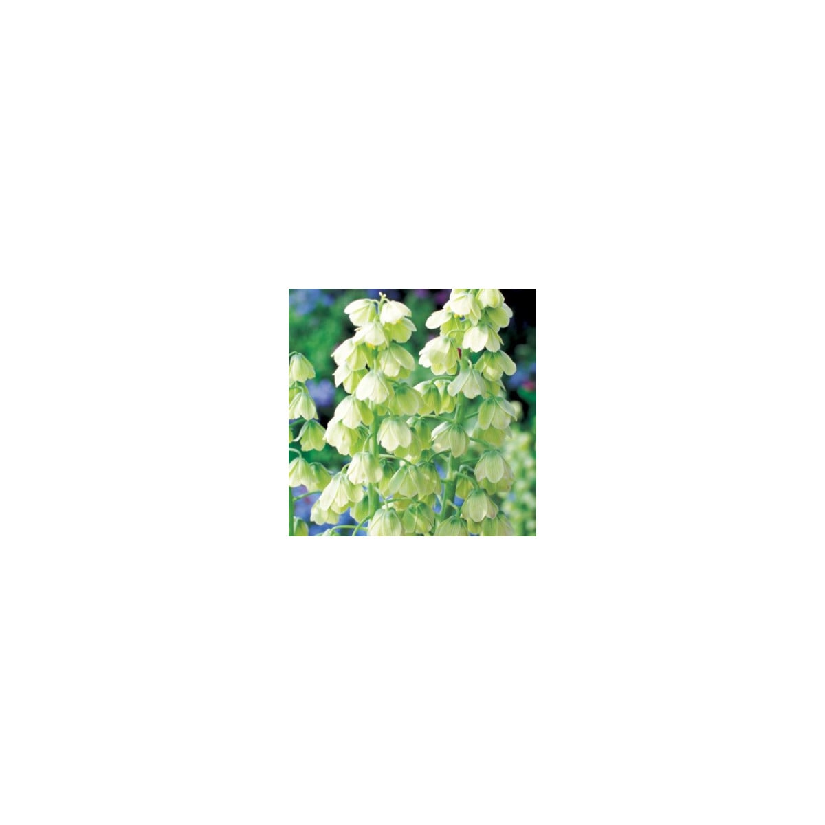 Řebčík perský bílý - Fritillaria persica - cibule řebčíků - 1 ks