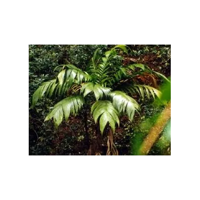 Palma mexická - Geonomma Interrupta - osivo palmy - 5 ks