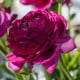 Pryskyřník plnokvětý Tomer Purple - Ranunculus asiaticus - hlízy pryskyřníků - 3 ks