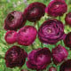 Pryskyřník plnokvětý Tomer Purple - Ranunculus asiaticus - hlízy pryskyřníků - 3 ks
