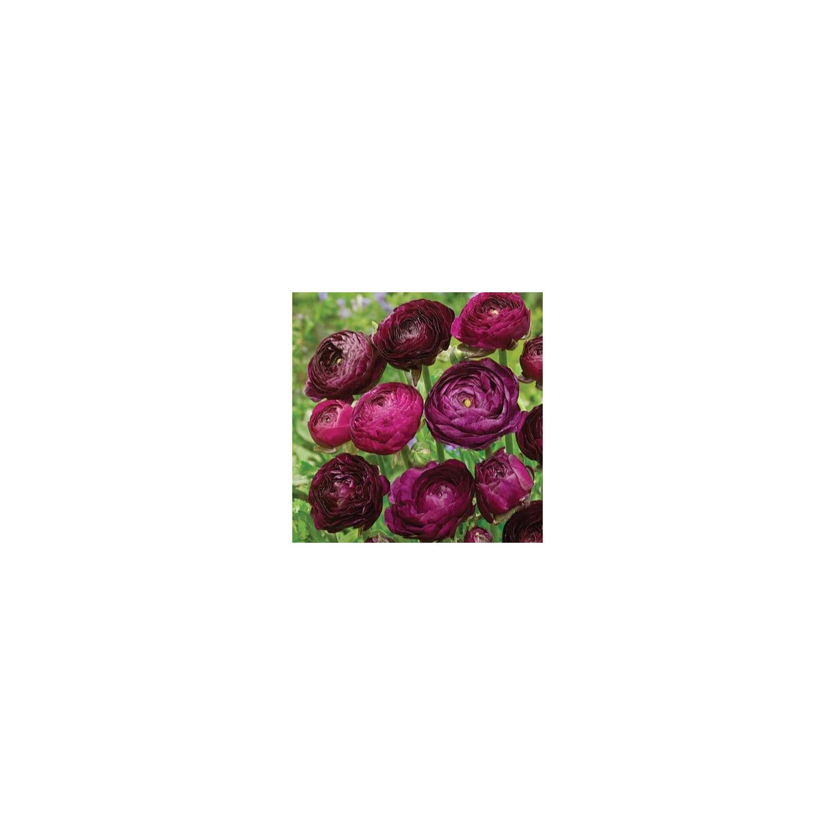 Pryskyřník plnokvětý Tomer Purple - Ranunculus asiaticus - hlízy pryskyřníků - 3 ks