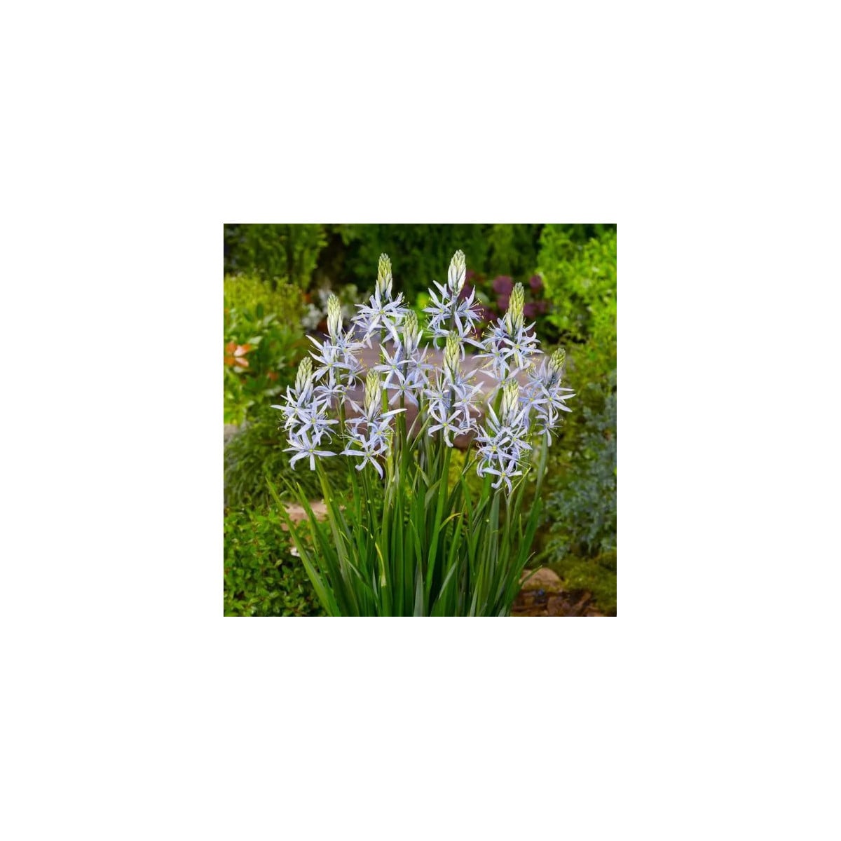 Ladoník bleděmodrý - Camassia cusickii - cibule ladoníků - 2 ks