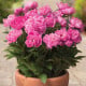 Pivoňka Patio Rome - Paeonia lactiflora - hlízy pivoněk - 1 ks