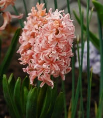 Hyacint Gipsy Queen - Hyacinthus - cibule hyacintů - 1 ks