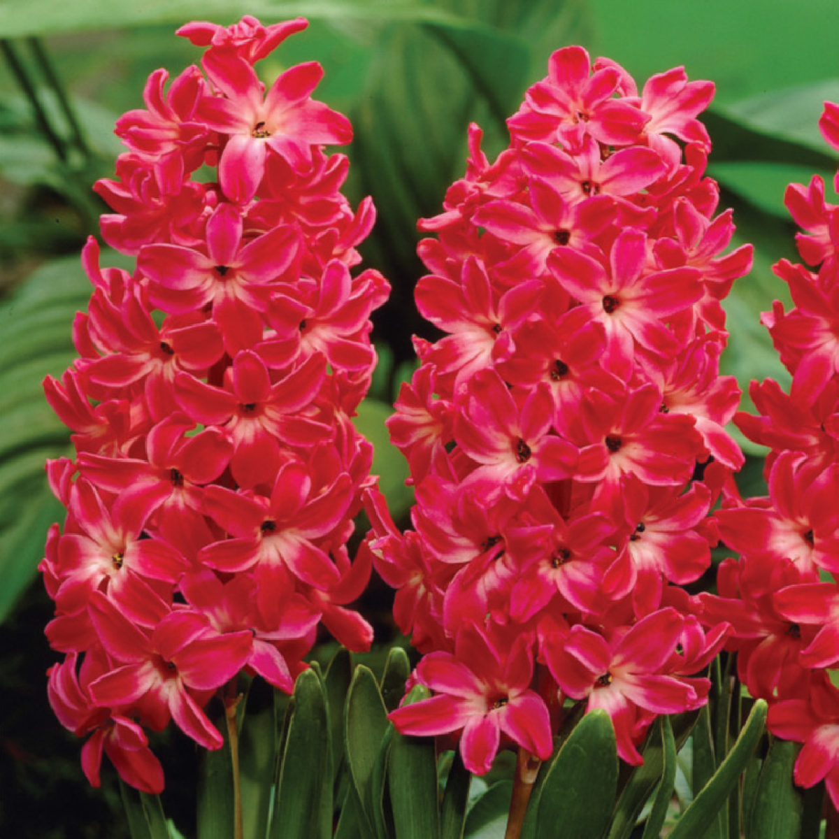 Hyacint Red Glory - Hyacinthus - cibule hyacintů - 1 ks