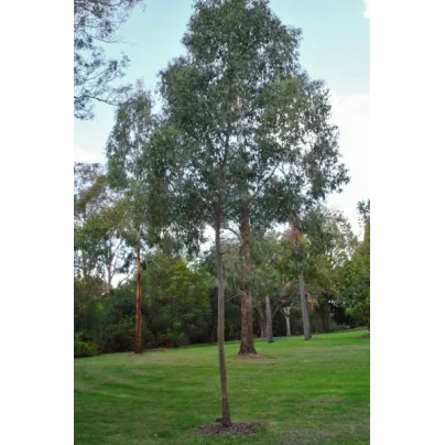 Eukalyptus Gunni - Blahovičník Gunnův - Eucalyptus gunni - osivo eukalyptu - 10 ks