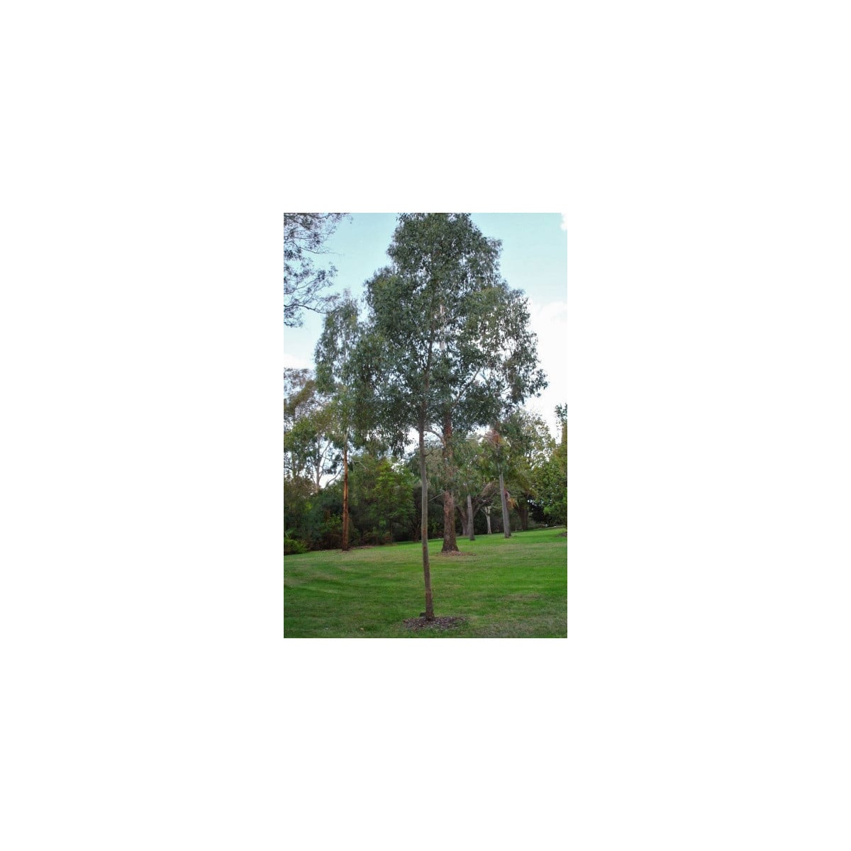 Eukalyptus Gunni - Blahovičník Gunnův - Eucalyptus gunni - osivo eukalyptu - 10 ks
