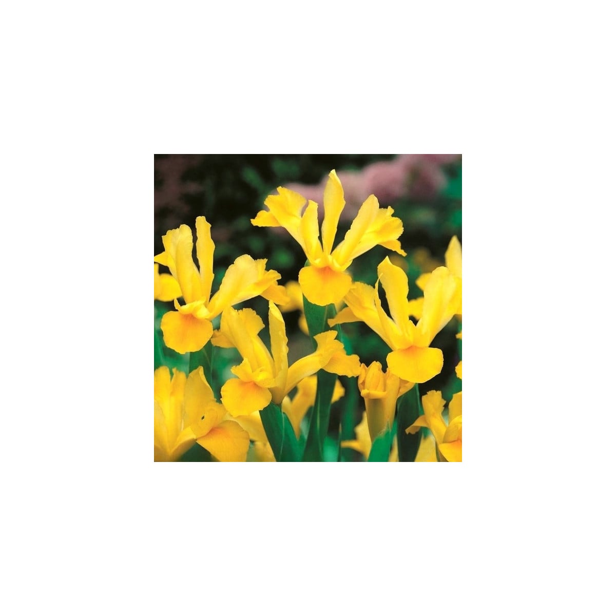 Kosatec holandský Golden Harvest - Iris hollandica - cibulky kosatců - 3 ks