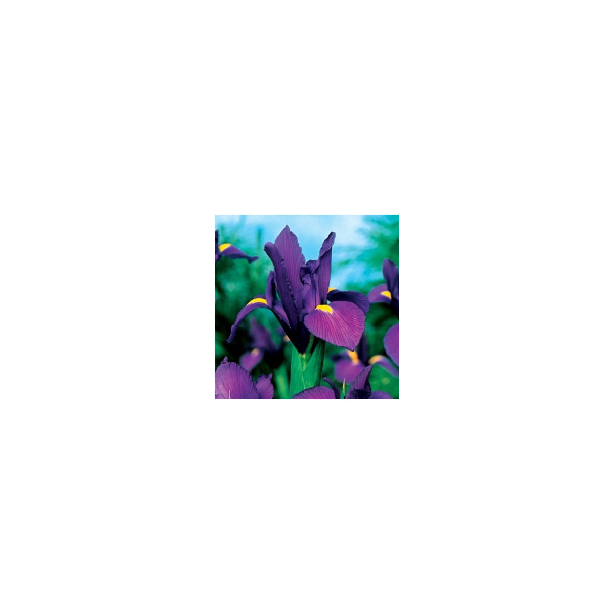 Kosatec holandský Purple Sensation - Iris hollandica - cibulky kosatců - 3 ks