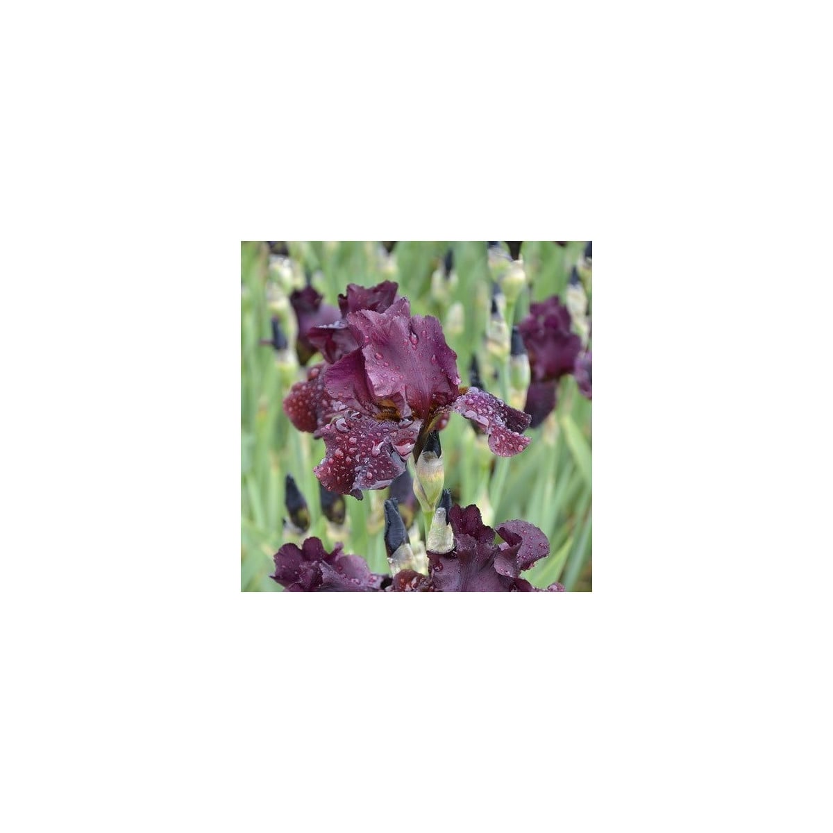 Kosatec nízký Cherry Garden - Iris pumila - hlízy kosatců - 1 ks