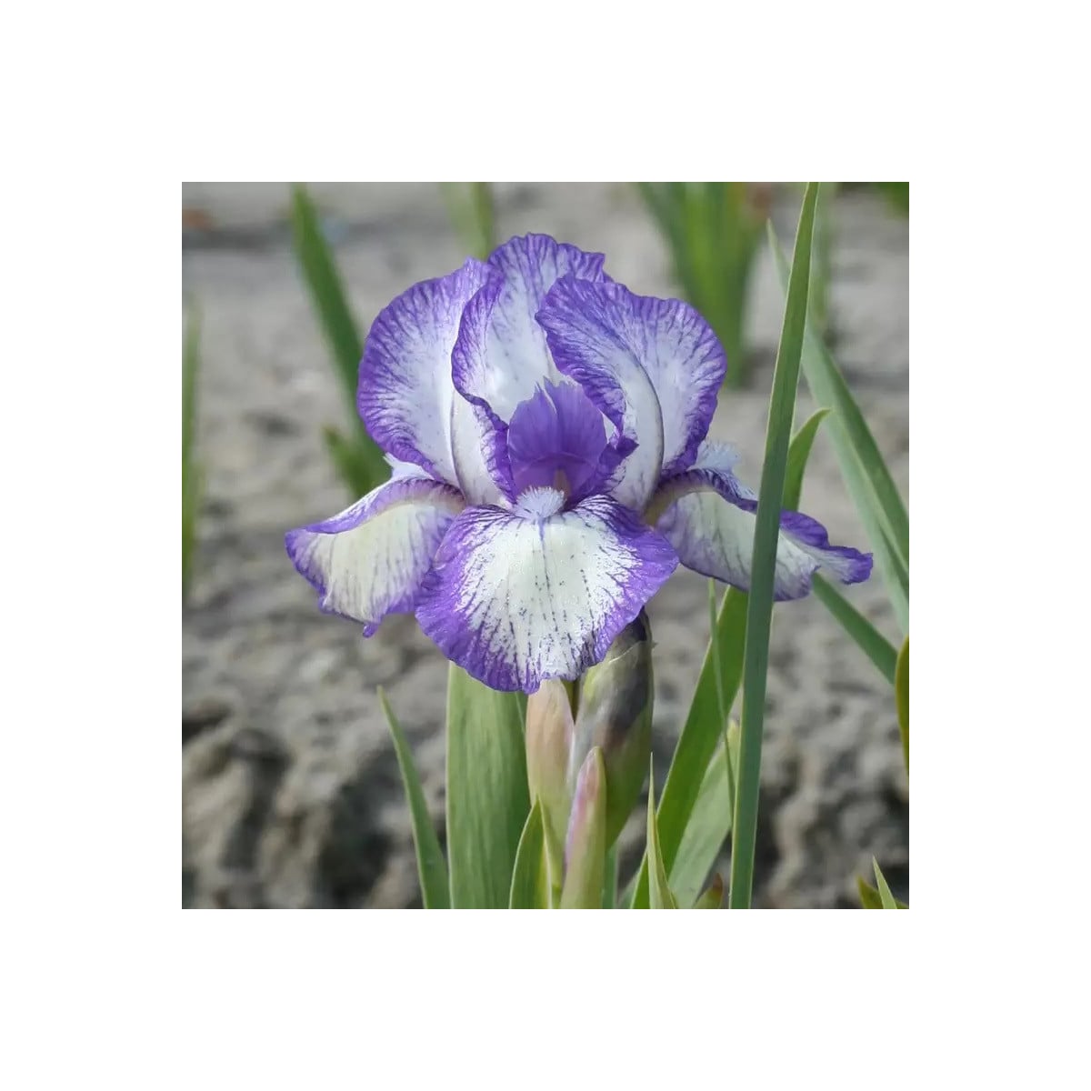 Kosatec nízký Petit Polka - Iris pumila - hlízy kosatců - 1 ks
