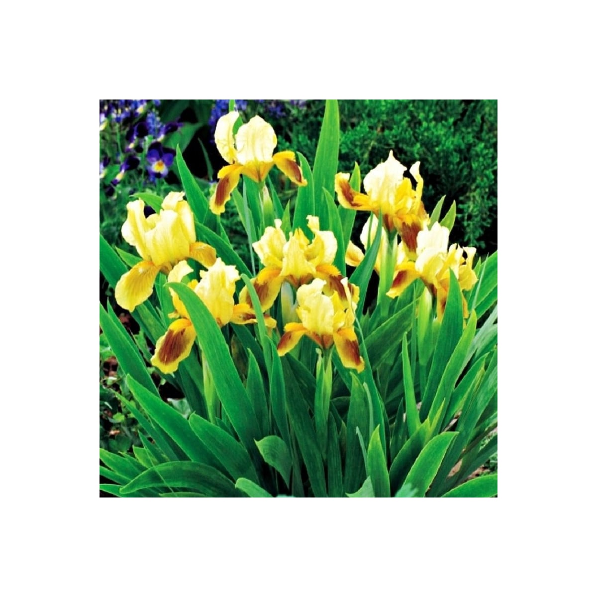 Kosatec nízký Ritz - Iris pumila - hlízy kosatců - 1 ks