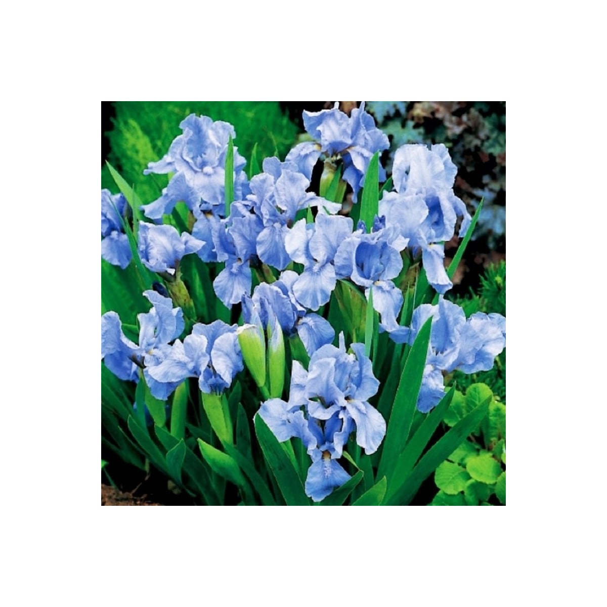 Kosatec nízký Truly - Iris pumila - hlízy kosatců - 1 ks
