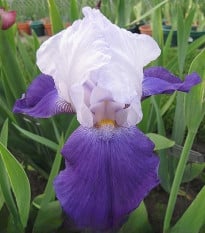 Kosatec německý Arpege - Iris germanica - hlízy kosatců - 1 ks