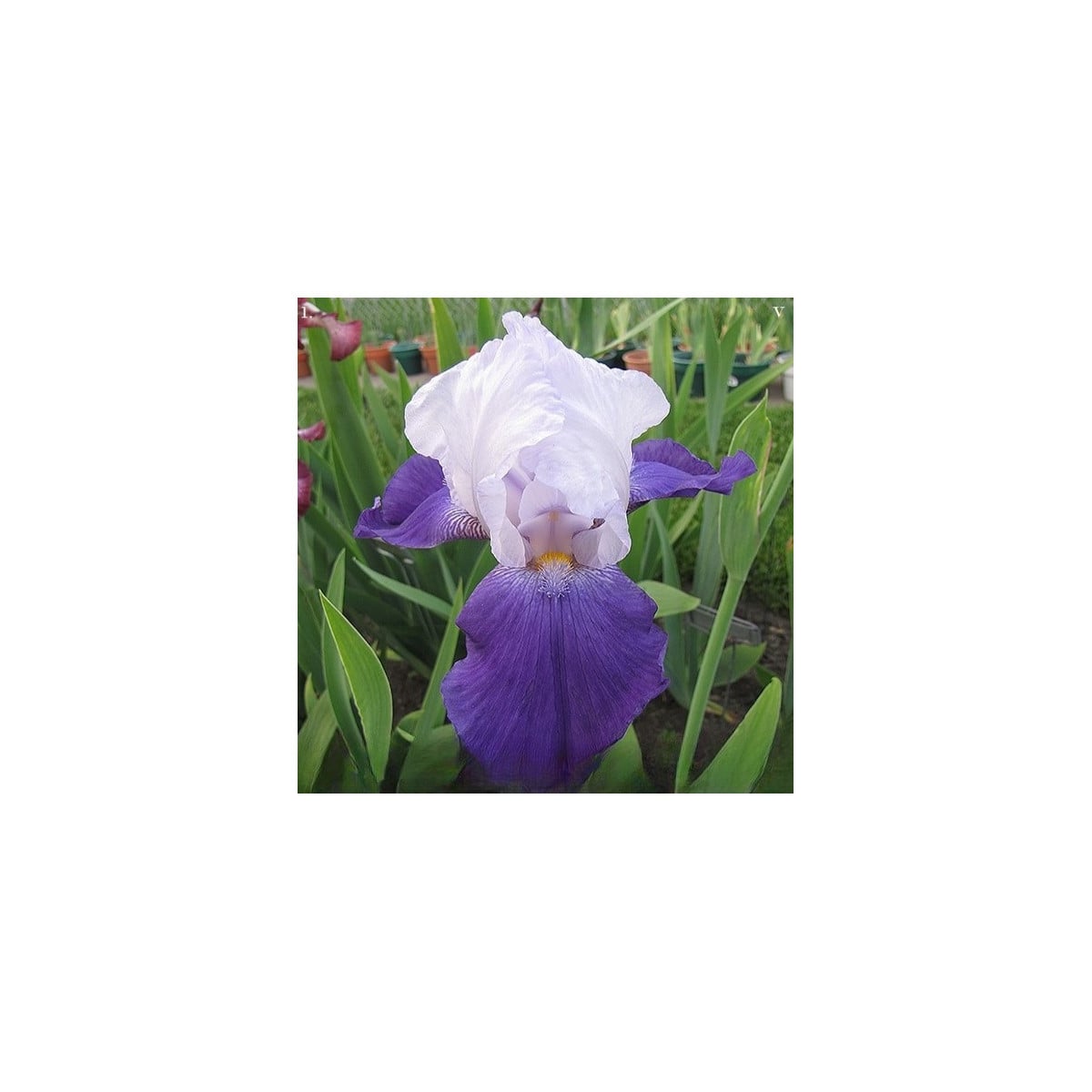 Kosatec německý Arpege - Iris germanica - hlízy kosatců - 1 ks