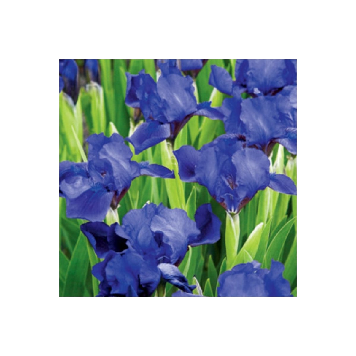 Kosatec nízký Little Saphire - Iris pumila - hlízy kosatců - 1 ks