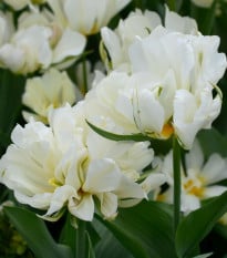 Tulipán Exotic emperor - Tulipa - cibule tulipánů - 3 ks