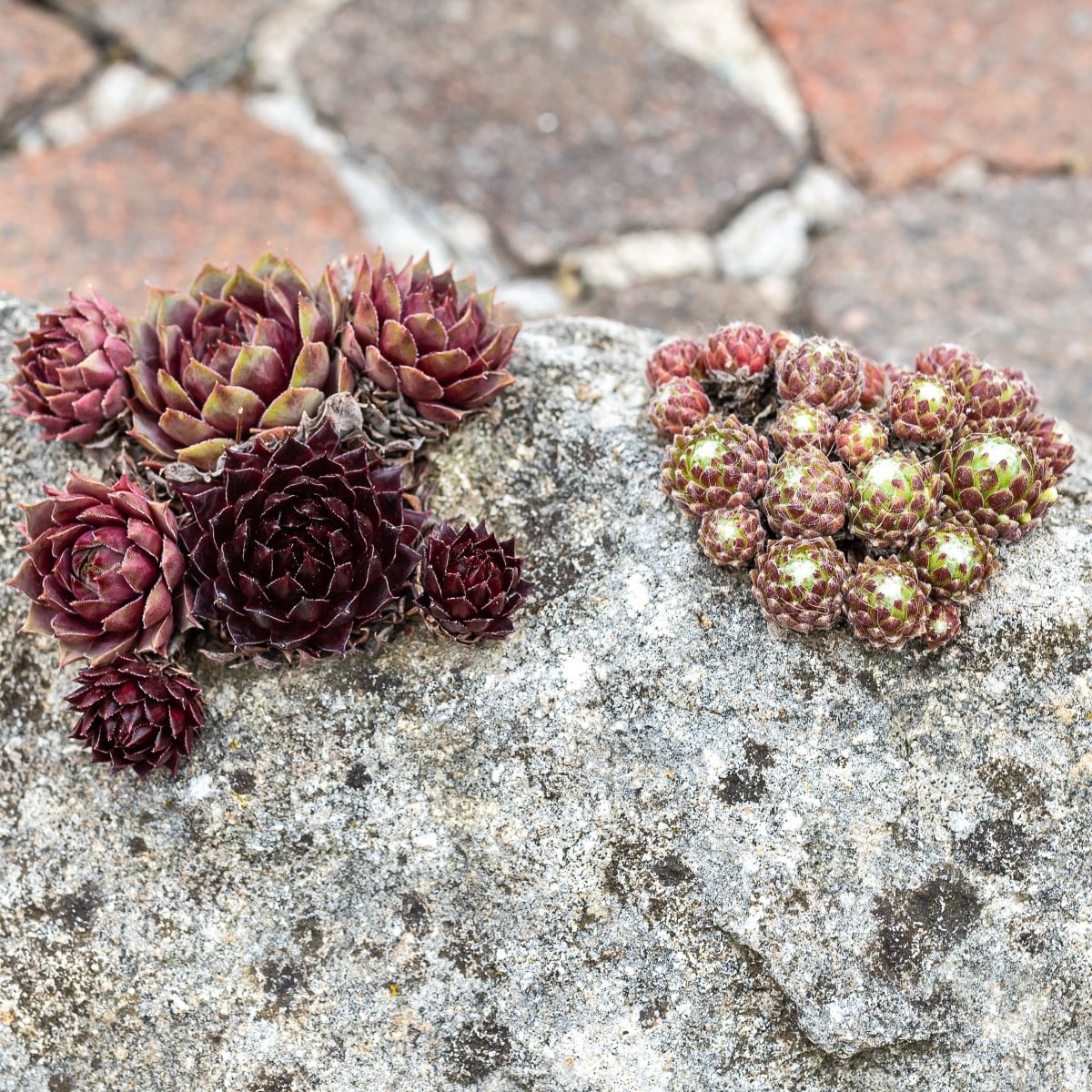Netřesk - Skalní růže směs - Sempervivum hybridum - osivo netřesku - 30 ks