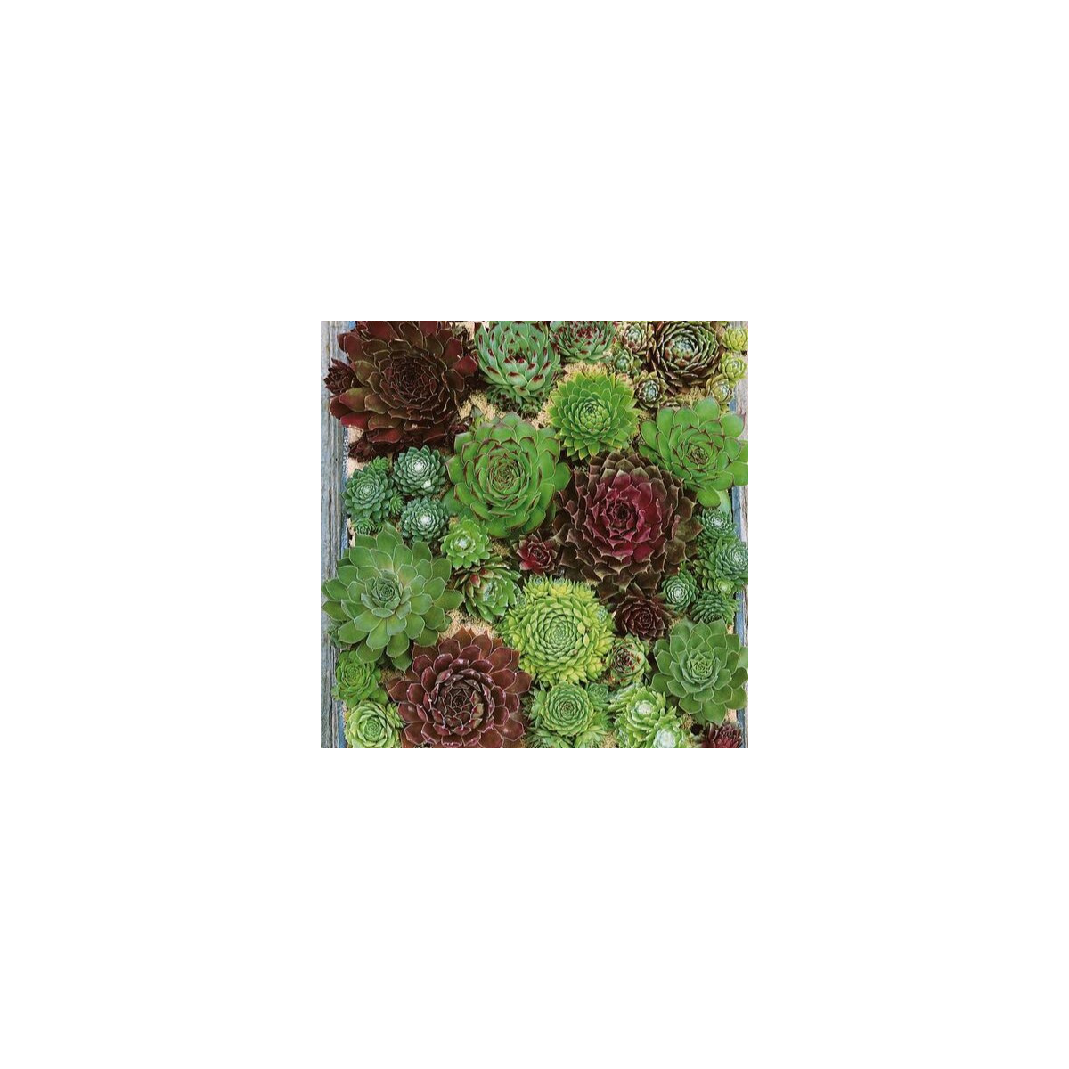 Netřesk - Skalní růže směs - Sempervivum hybridum - osivo netřesku - 30 ks