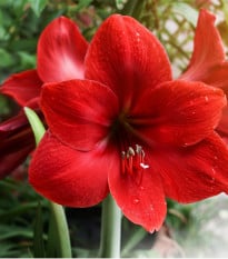Hvězdník Red Lion - Hippeastrum - cibule hvězdníků - 1 ks