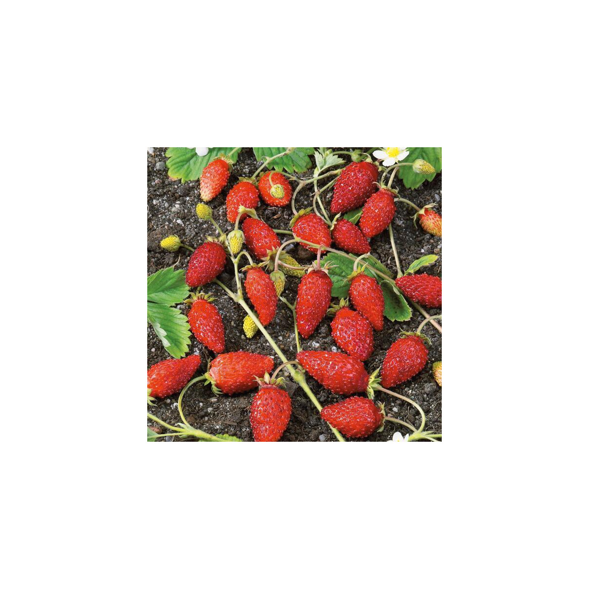 Jahodník alpský Baron von Solemacher - Fragaria vesca - osivo jahodníku - 15 ks