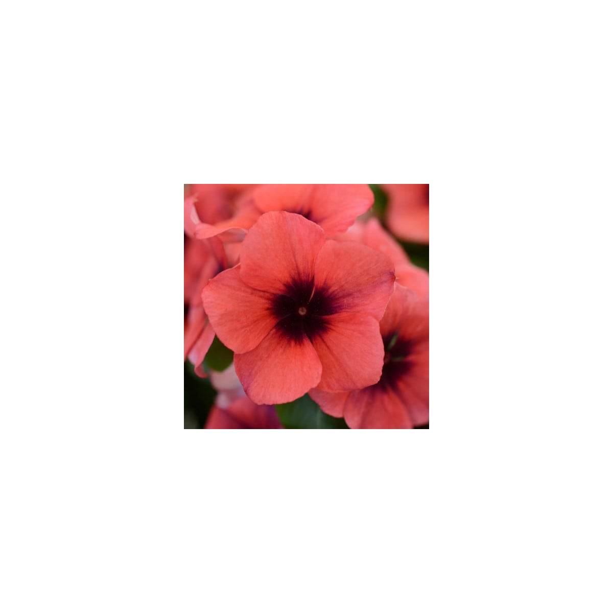 Barvínek Tatoo Papaya - Catharanthus roseus - osivo barvínku - 30 ks