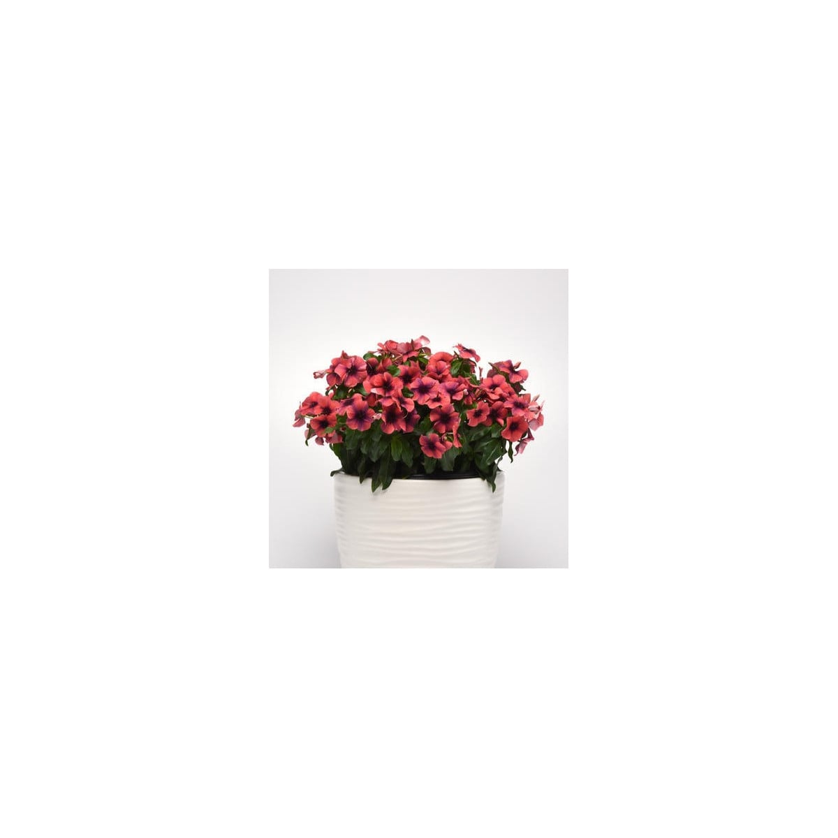 Barvínek Tatoo Papaya - Catharanthus roseus - osivo barvínku - 30 ks